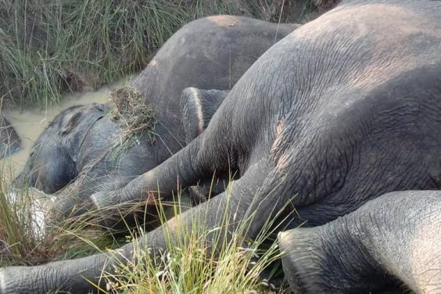 Elephant Found Dead in Angul Forest, Cause of Death Under Investigation