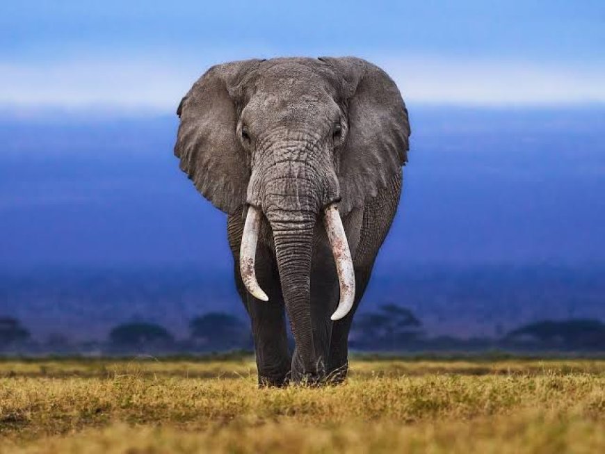 Elephant Attack Claims One Life, Injures Another in Keonjhar District