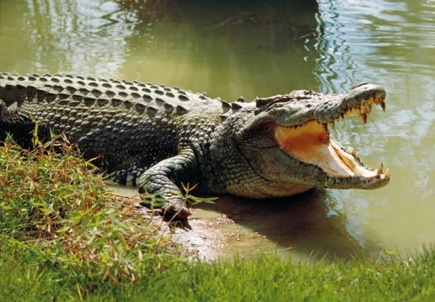 Odisha to Identify Crocodile Attack-Prone Zones, Erect Barricades for Public Safety