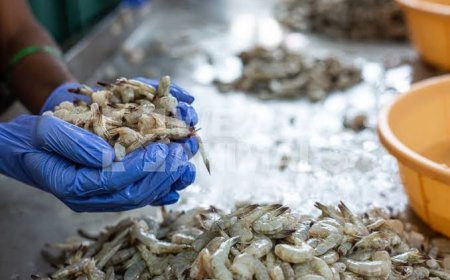 ୫୦% ଶୁଳ୍କରେ ଚାପ, ସଙ୍କଟରେ ହଜାର  ହଜାର ମହିଳା କର୍ମୀଙ୍କ ଜୀବିକା