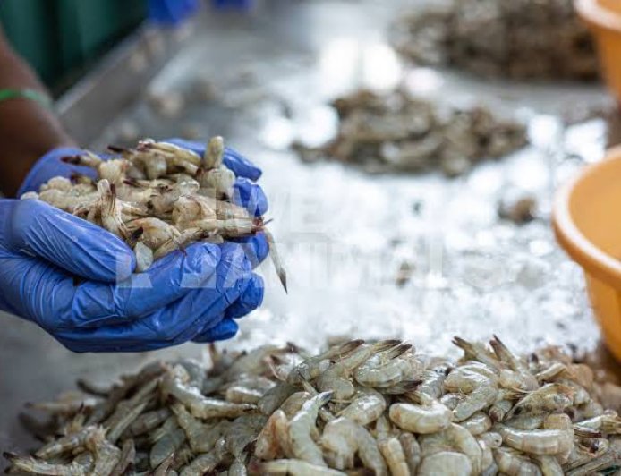 Odisha’s Seafood Exports Face Crisis Over US Tariff Hike