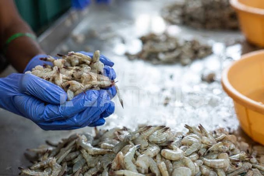 Odisha’s Seafood Exports Face Crisis Over US Tariff Hike