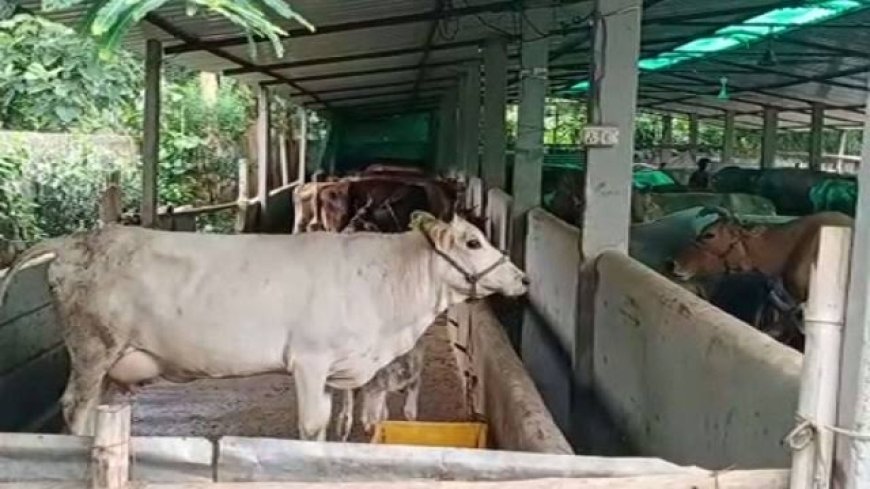 ଓଡ଼ିଶାରେ ଗୋ ହତ୍ୟା ସଂପୂର୍ଣ୍ଣ ନିଷେଧ