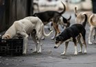 Bhubaneswar Launches Citywide Stray Dog Census Across 67 Wards