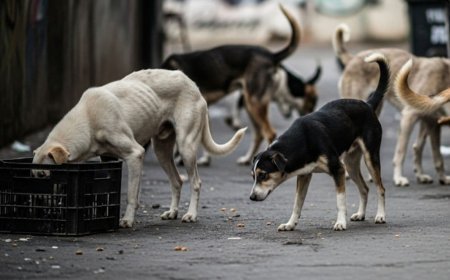 Bhubaneswar Launches Citywide Stray Dog Census Across 67 Wards