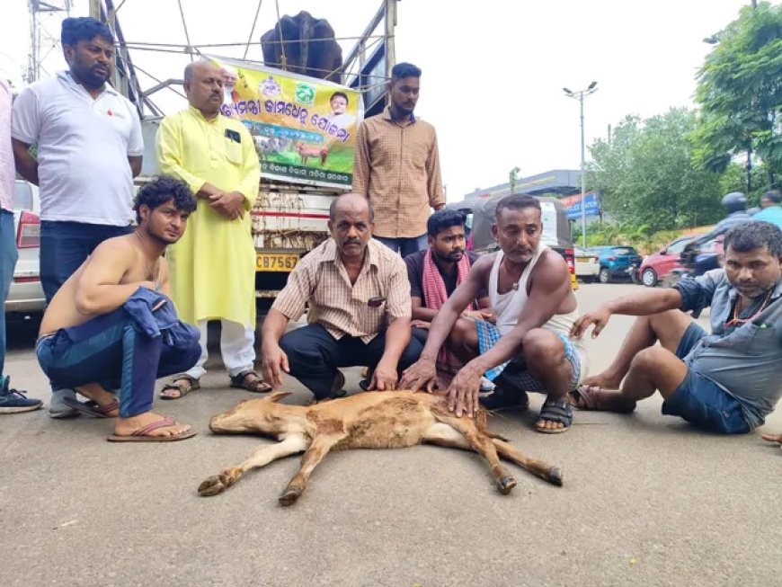 Cow Vigilante Attack in Bhubaneswar Leaves Calf Dead, Farmers Assaulted