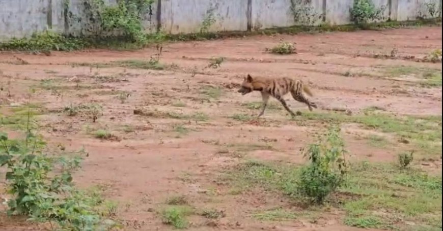 Hyena Panic Returns in Mayurbhanj