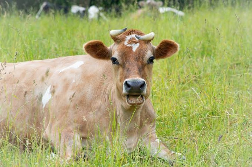 Bhubaneswar to Get ₹40-Crore Model Gaushala to Tackle Stray Cattle Issue